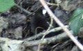 Ordnung Eulipotyphla (Waddell, Okada, Hasegawa, 1999)