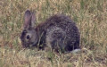 Oryctolagus cuniculus (Linnæus, 1758)