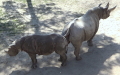 Familie Rhinocerotidae (Gray, 1821)