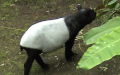 Tapirus indicus (Desmarest, 1819)