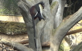 Familie Cercopithecidae (Gray, 1821)