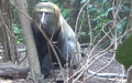 Familie Cercopithecidae (Gray, 1821)
