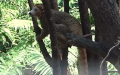 Eulemur coronatus -  1. Fund