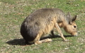 Ordnung Rodentia (Bowdich, 1821)
