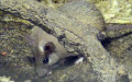 Acomys cahirinus -  1. Fund