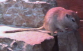 Ordnung Rodentia (Bowdich, 1821)