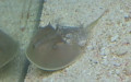 Klasse Merostomata (Woodward, 1866)