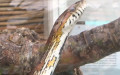 Klasse Reptilia (Laurenti, 1768)