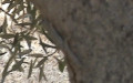 Familie Gekkonidae (Gray, 1825)