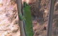 Phelsuma grandis -  3. Fund