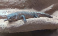 Klasse Reptilia (Laurenti, 1768)