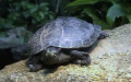 Podocnemis unifilis (Troschel, 1848)