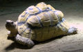 Familie Testudinidae (Batsch, 1788)