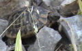 Familie Testudinidae (Batsch, 1788)