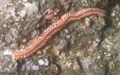 Hermodice carunculata (Pallas, 1766)