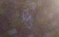 Klasse Hydrozoa (Owen, 1843)