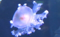 Stamm Cnidaria (Hatschek, 1888)