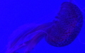 Stamm Cnidaria (Hatschek, 1888)