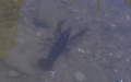 Unterstamm Crustacea (Brünnich, 1772)