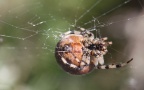 Klasse Arachnida (Cuvier, 1812)