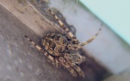 Klasse Arachnida (Cuvier, 1812)
