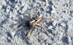 Klasse Arachnida (Cuvier, 1812)