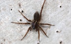 Klasse Arachnida (Cuvier, 1812)