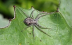 Klasse Arachnida (Cuvier, 1812)