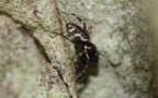 Klasse Arachnida (Cuvier, 1812)