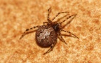 Klasse Arachnida (Cuvier, 1812)