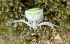 Klasse Arachnida (Cuvier, 1812)