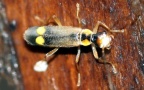Klasse Insecta (Linnæus, 1758)