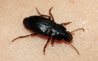 Klasse Insecta (Linnæus, 1758)
