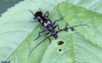 Klasse Insecta (Linnæus, 1758)