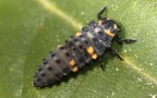 Klasse Insecta (Linnæus, 1758)