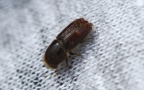 Klasse Insecta (Linnæus, 1758)