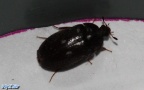 Klasse Insecta (Linnæus, 1758)