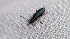 Klasse Insecta (Linnæus, 1758)