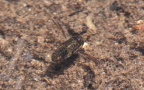 Klasse Insecta (Linnæus, 1758)