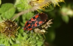 Klasse Insecta (Linnæus, 1758)