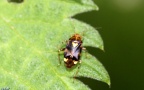 Klasse Insecta (Linnæus, 1758)
