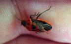 Klasse Insecta (Linnæus, 1758)