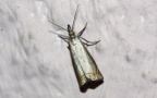 Klasse Insecta (Linnæus, 1758)
