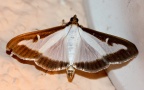 Klasse Insecta (Linnæus, 1758)