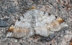 Klasse Insecta (Linnæus, 1758)