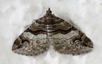 Klasse Insecta (Linnæus, 1758)