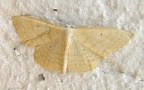 Klasse Insecta (Linnæus, 1758)