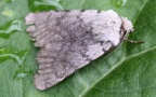 Klasse Insecta (Linnæus, 1758)