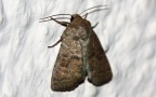Klasse Insecta (Linnæus, 1758)
