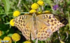 Klasse Insecta (Linnæus, 1758)